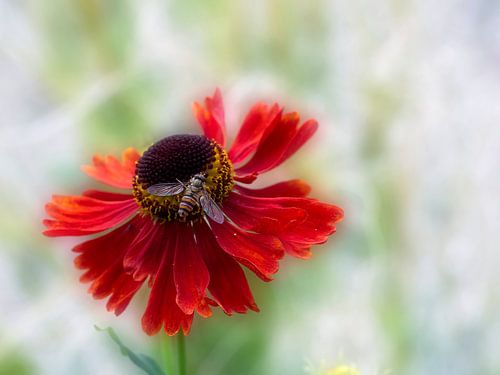 Rode zonnehoed met zweefvlieg