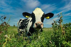 Cow Day by Wolbert Erich