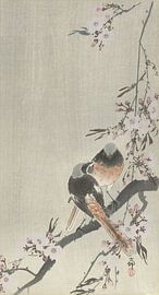 Zwei Spiegelrotschwänze mit Kirschblüte, Ohara Koson, 1900 - 1936