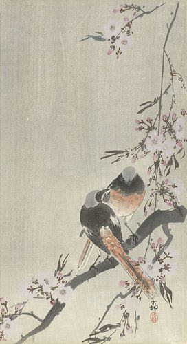 Twee siegelroodstaarten met kersenbloesem, Ohara Koson, 1900 - 1936