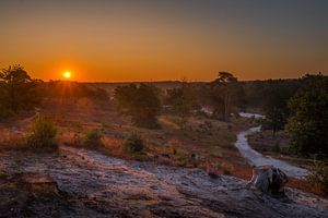 Sunrise at Brunssummerheide / Heather landscape