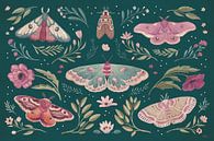 Gevleugelde studie I pruim, Janelle Penner van Wild Apple thumbnail
