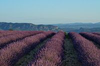 Lavande Bas-Alpine