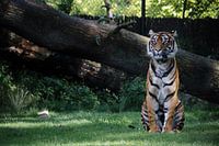 Tiger at rest