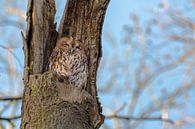 Rusty tawny owl by Moetwil en van Dijk - Fotografie thumbnail