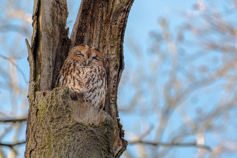 Rusty tawny owl by Moetwil en van Dijk - Fotografie
