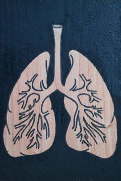 Lungs (2/3)