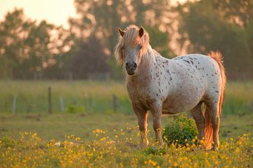 Paard in avondlicht van Moetwil en van Dijk - Fotografie