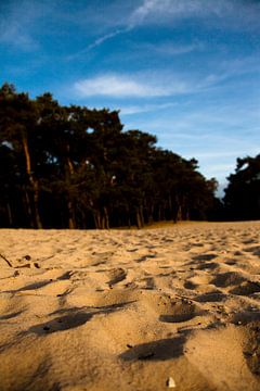 Low Sun, High Sand by Vincent van den Hurk