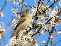 Chiffchaff among the blossoms