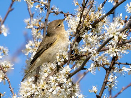 Zilpzalp inmitten der Blüten von Bram Reinders