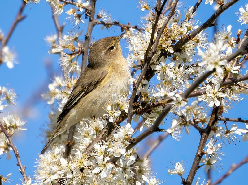 Chiffchaff among the blossoms by Bram Reinders