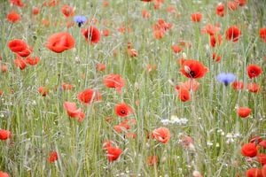 Mohnblumen