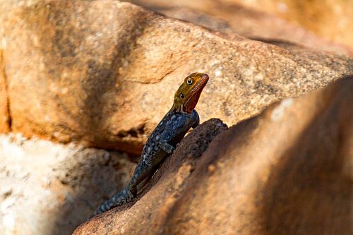 Het Afrikaanse leven van de dieren in de vrije natuur.