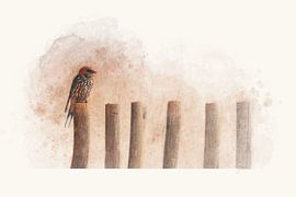 "Kapschwalbe - Fotografie & Kunst von - GreenGraffy -