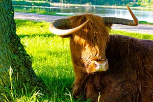 Highlanders