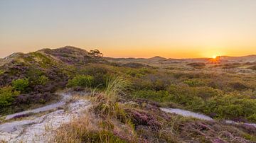 Paarse heide in de duinen van Schoorl tijdens zonsondergang van Bram Lubbers