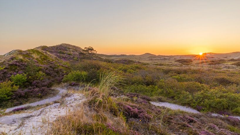 Purple heather in the dunes of Schoorl during sunset by Bram Lubbers