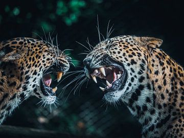 Sri Lanka-Panther von Jayzon Photo
