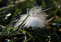 Frozen feather