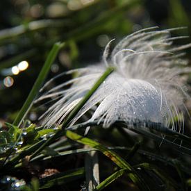 Frozen feather by Ilona Bredewold