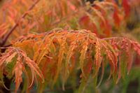 It is autumn