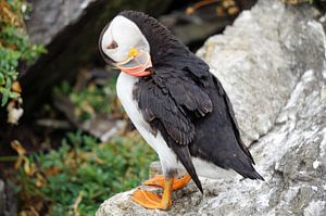 Papageitaucher auf der Insel Skellig Michael in Irland