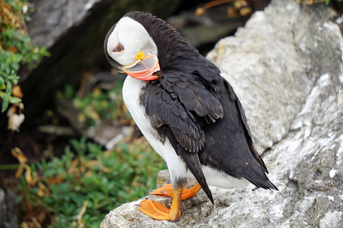 Papegaaiduikers op het eiland Skellig Michael in Ierland