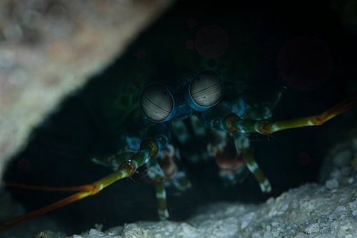 Pauwbidsprinkhaankreeft @ Komodo, Indonesie