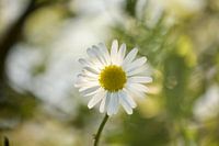 Margriet