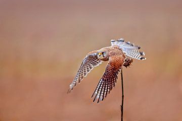 un faucon crécerellette (Falco tinnunculus) femelle en vol au décollage d'un tournesol sur Mario Plechaty Photography