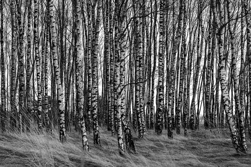 Birkenwald von Liesbeth van Herten