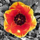 Tulp van Erik Reijnders thumbnail