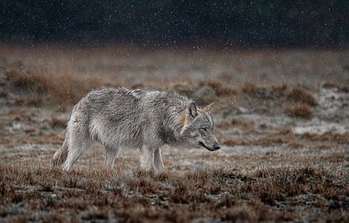 loup sur la Veluwe