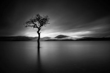 Der einsame Baum im BNW von Valerie Leroy Photography
