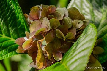 Hortensia in de herfst van Art By AngelEye