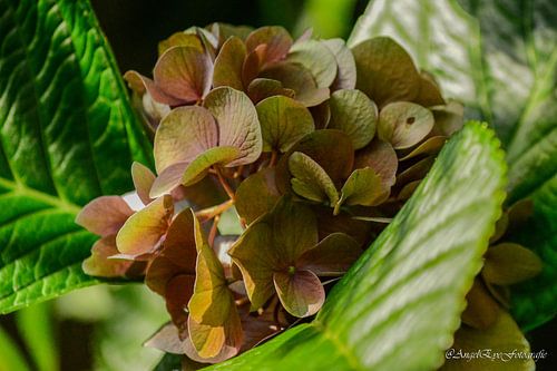 Hortensia in de herfst van Art By AngelEye