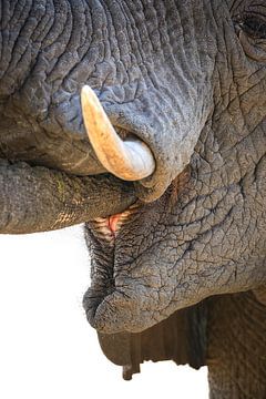 Closeup of a drinking elephant by Krijn van der Giessen