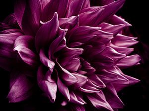 paarse dahlia van Dieter Walther