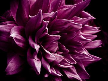 dahlia mauve sur Dieter Walther