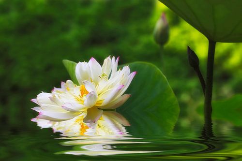 L O T O S . G R E E N . M A I D E N