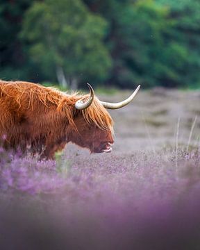Schotse Hooglander in de heide van Tom Zwerver