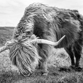 Add Majestic Beauty with this Scottish Highlander Portrait by Eriks Photoshop