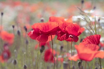 poppy in the cornfield van Kurt Krause