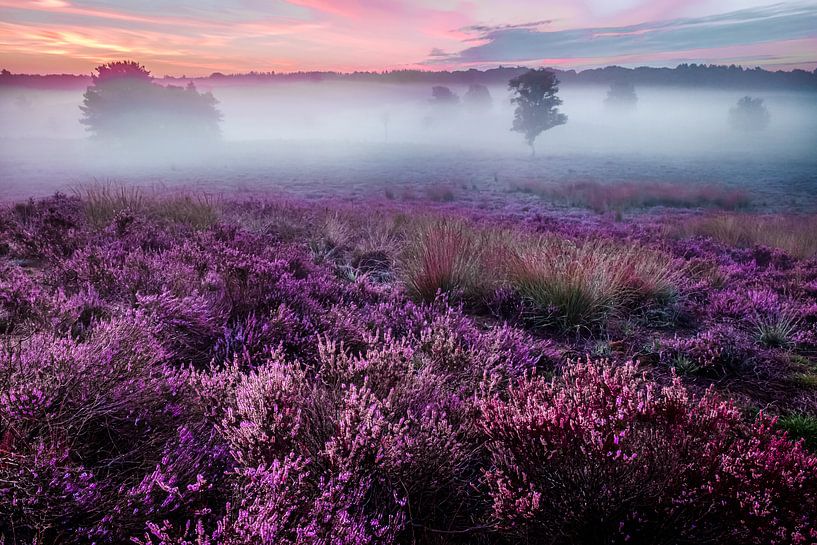 Heide Vierhouten van Eddy Westdijk