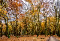 Herfst in Uddel