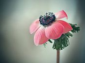 Anemoon roze van Ineke Nientied thumbnail