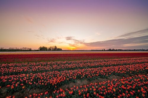 velden met duizenden tulpen