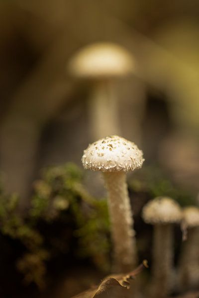 Champignon de fée dans une forêt d'automne - De Mortelen par Miranda Geerts Art