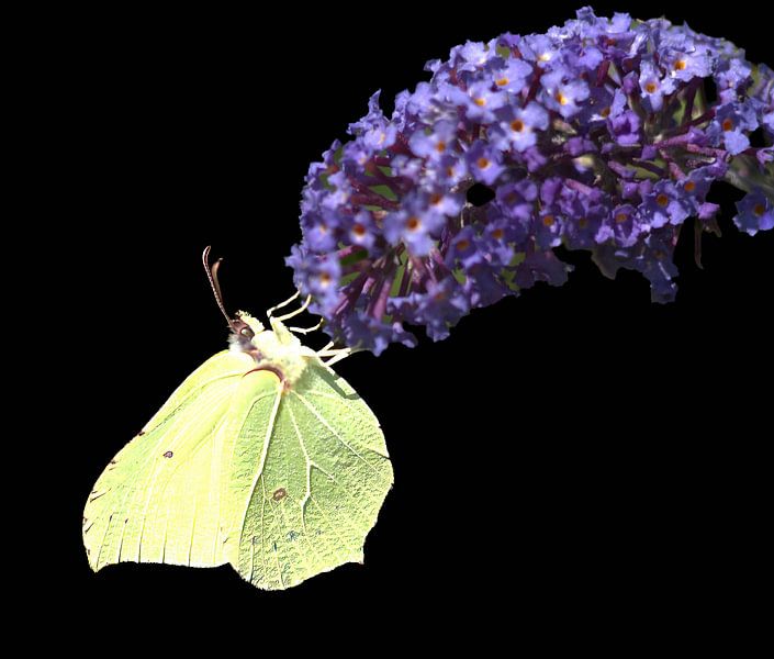 Papillon par Dick Meijdam